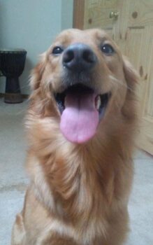 Goldie final pic 1.jpg