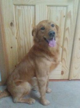 Goldie final pic 2.jpg