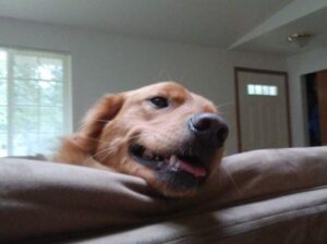 Goldie final pic 3.jpg